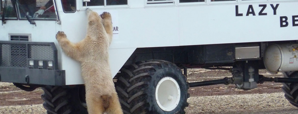 Polar bear peeking in a window of Lazy Bear Lodge's Arctic Crawler
