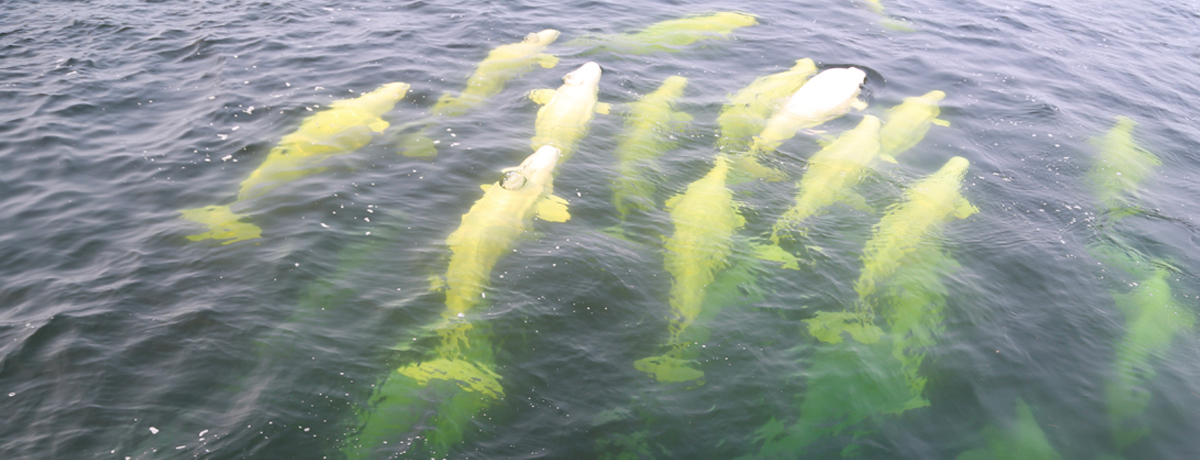 Beluga whales swimming in Hudson Bay