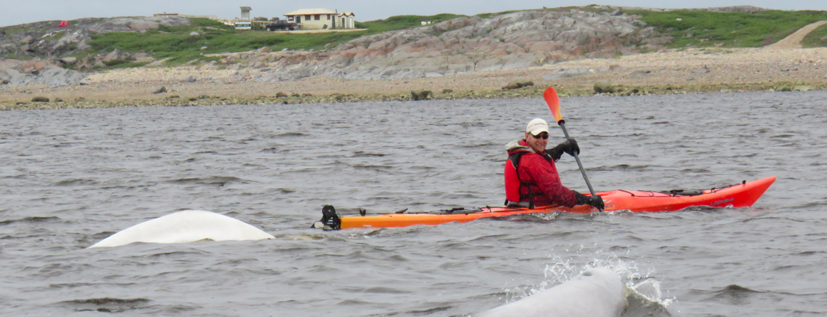 Guest kayaking next to beluga whales