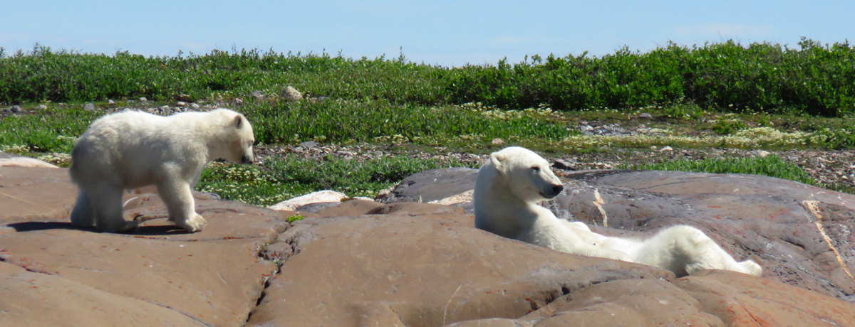 Polar bears sun bathing on the coastline