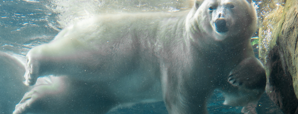 Assiniboine Park Zoo's underwater viewing tunnels with polar bear swimming