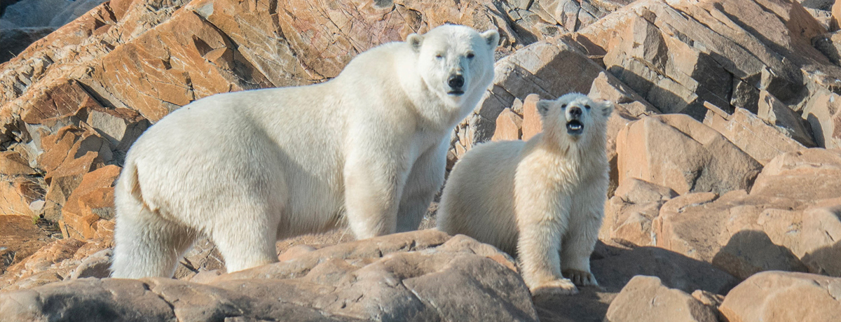 Two polar bears walking over rocky coastline