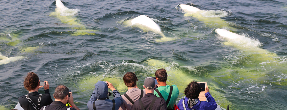 Beluga whales swimming by viewing vessel while guests take photographs
