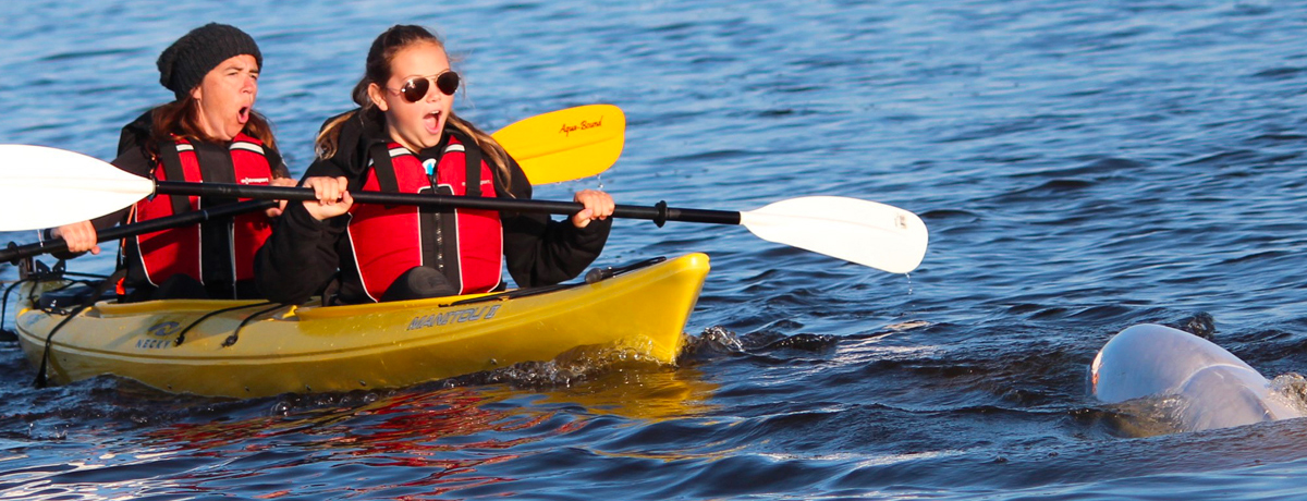 Excited guests encountering breaching beluga whale while kayaking