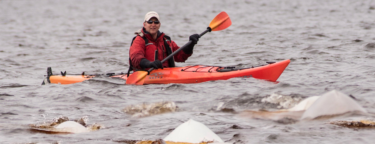 Guest surrounded by beluga whales while kayaking