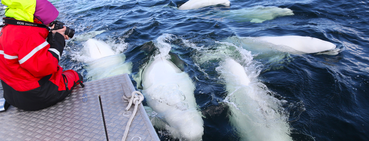 Guest on board water vessel taking close-up photos of beluga whales swimming past