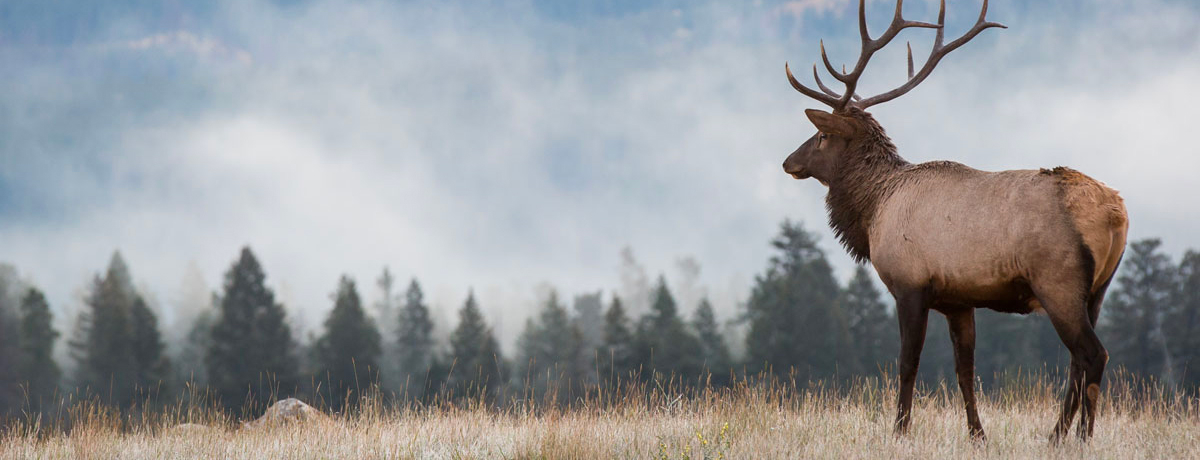 Large elk walking through a plain