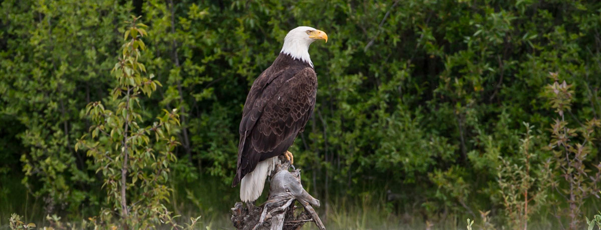 Large eagle perched atop a stump
