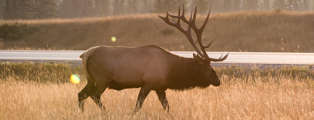 Male elk walking through nature