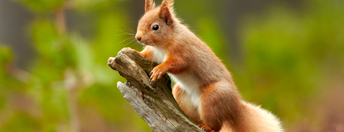 Red squirrel perched on a tree limb at Cairngorms National Park