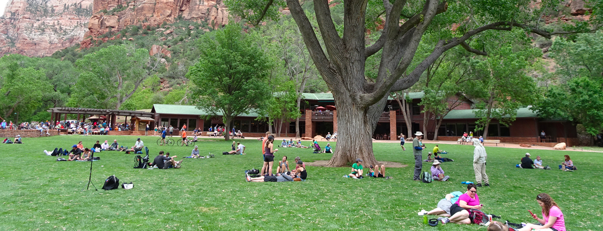 Visitors lounging on the grass below a large tree