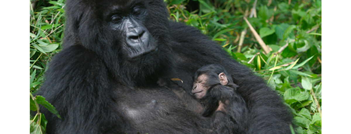 Female gorilla holding her very small baby