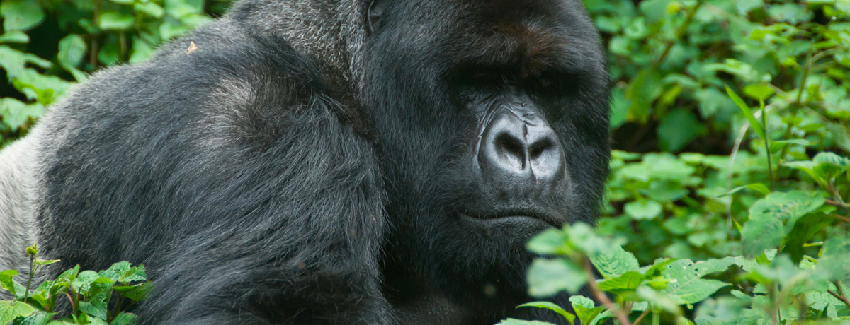 Close-up of large silverback gorilla