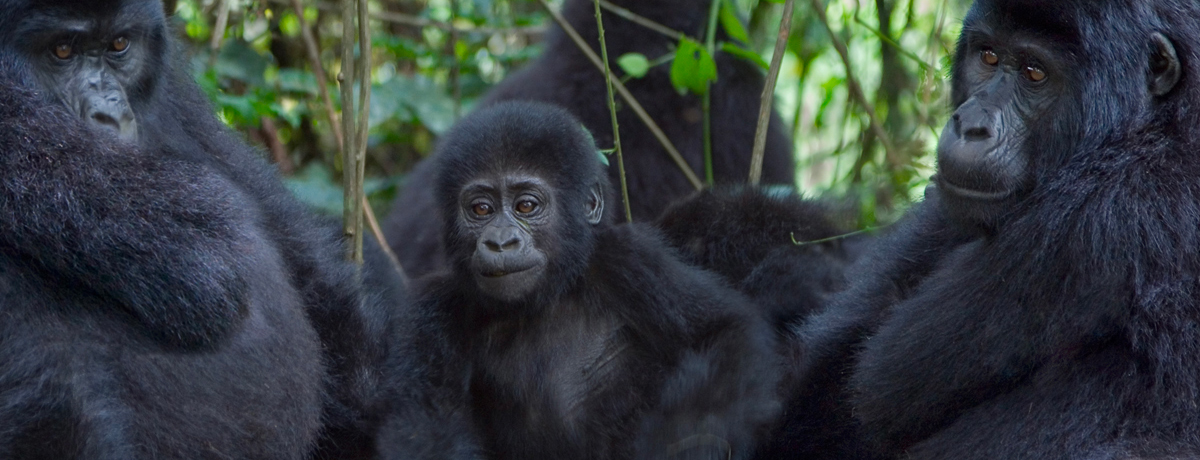 Young mountain gorilla sitting in the middle of three adult gorillas