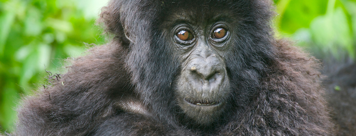 Close-up of young gorilla looking at the camera