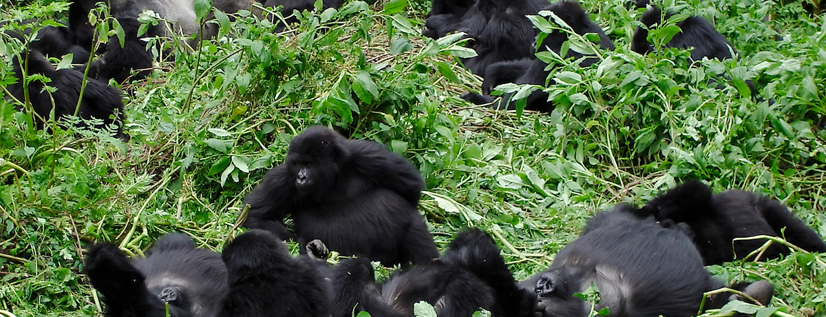 Mountain gorilla family with silverback and multiple baby gorillas sitting in vegetation 