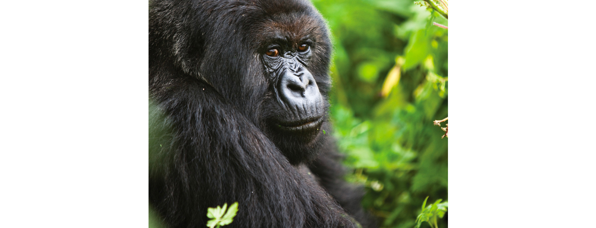 Gorilla sitting in the forest in Volcano National Park