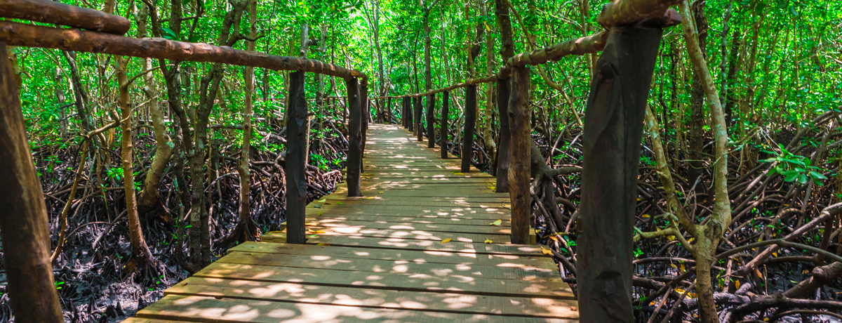 Wood pathway in Jozani mangrove