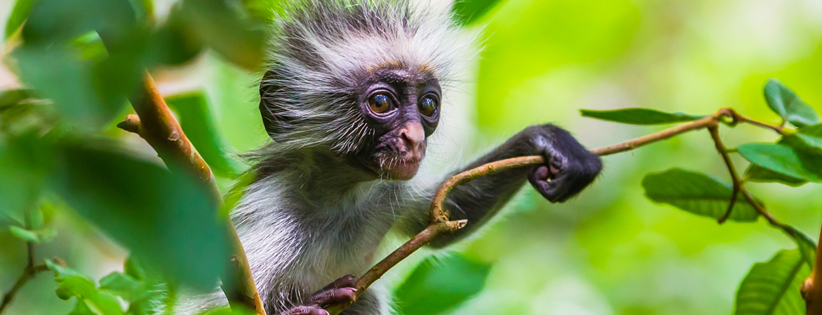 Zanzibar red colobus monkey