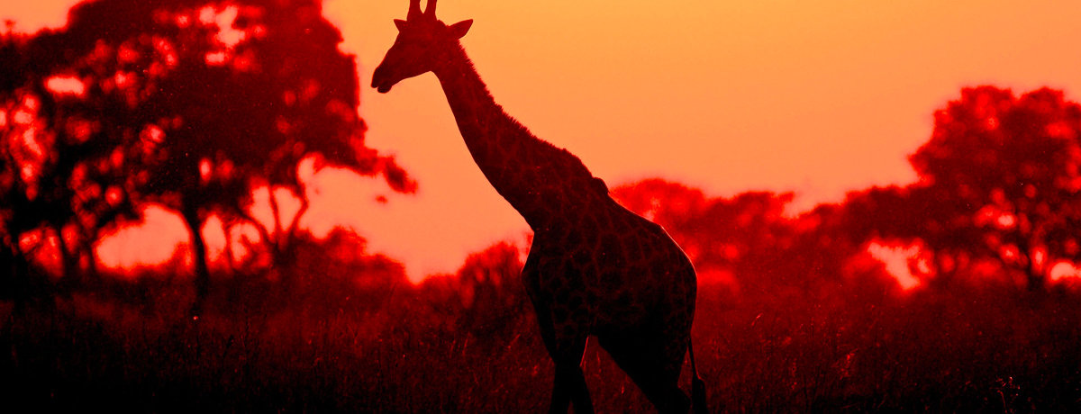 Giraffe walking at sunset