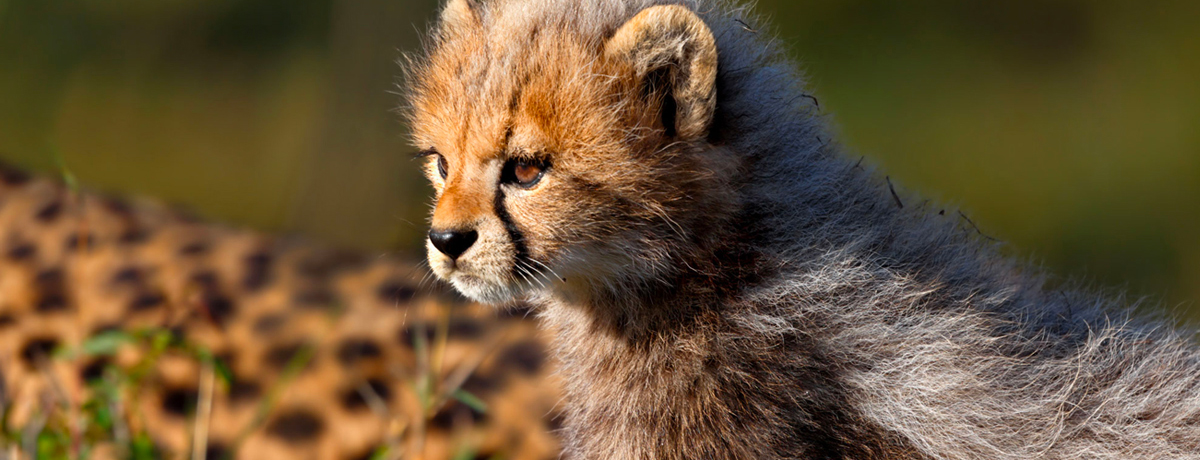 Close-up of baby cheetah cub