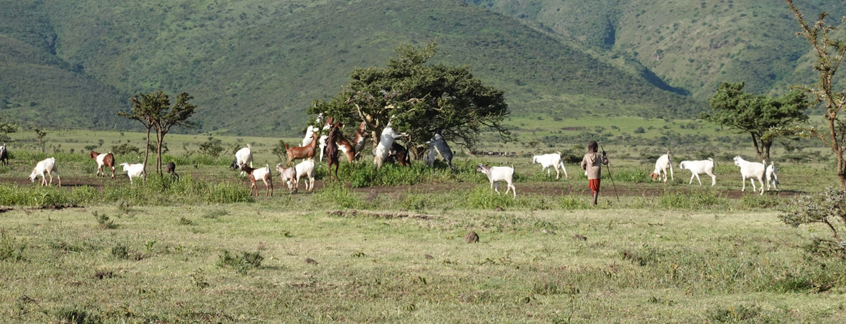 Adolescent herding a group of goats