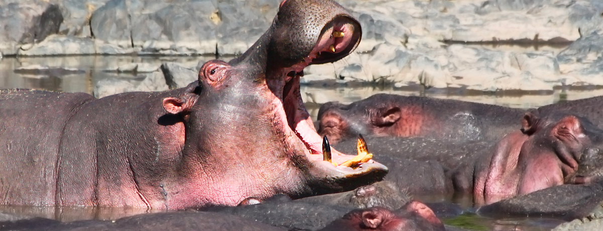 Hippopotamuses in water at Serengeti Wildlife Conservation Area