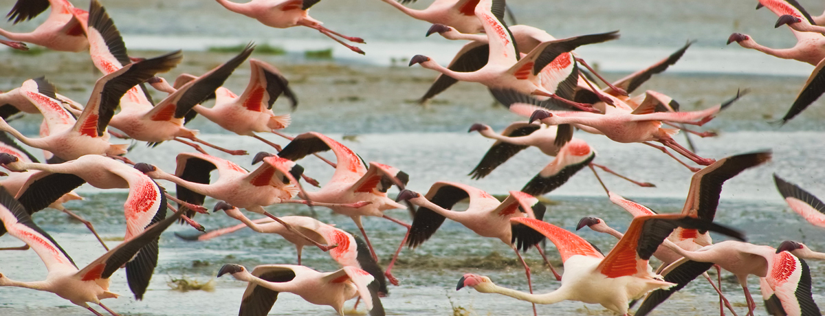 Pink flamingos taking flight from the water