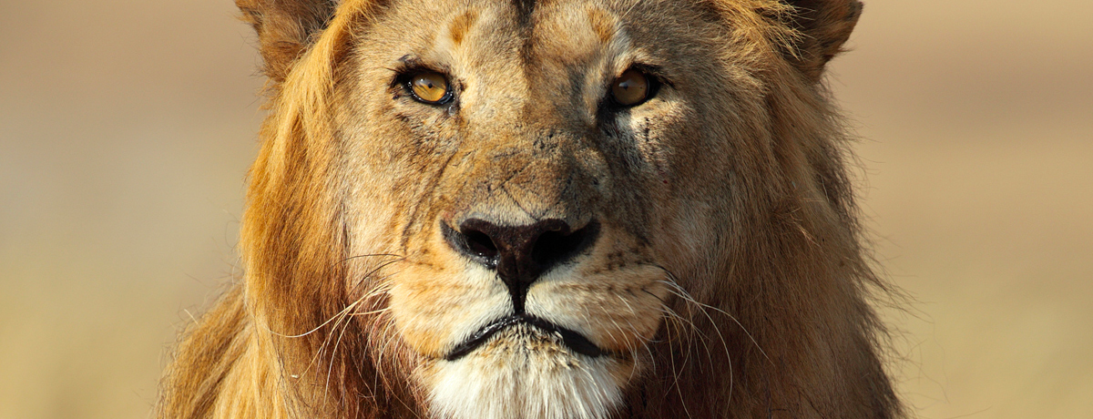 Close-up of male lion