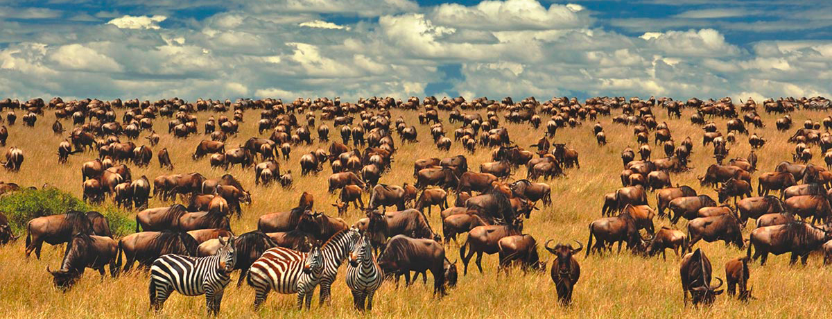 Wildebeest herds and three zebras foraging on a plain