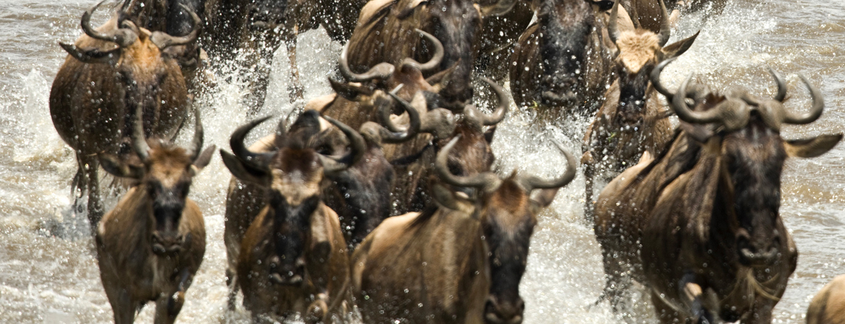 Wildebeest herd running through water