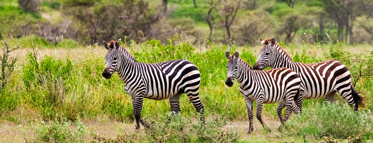 Three zebras trotting through Serengeti National Park