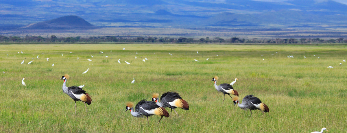 A group of crowned cranes feeding on the savanna plains