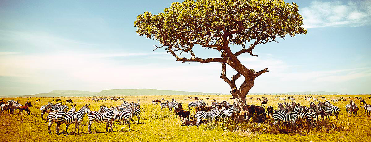 Herds of zebras below an acacia tree