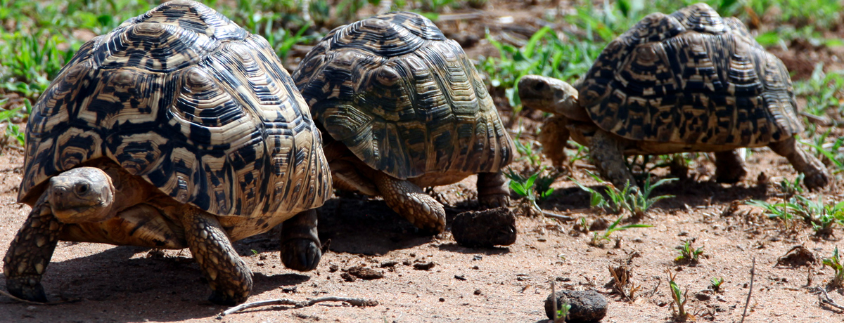 Three African tortoises walking in a line