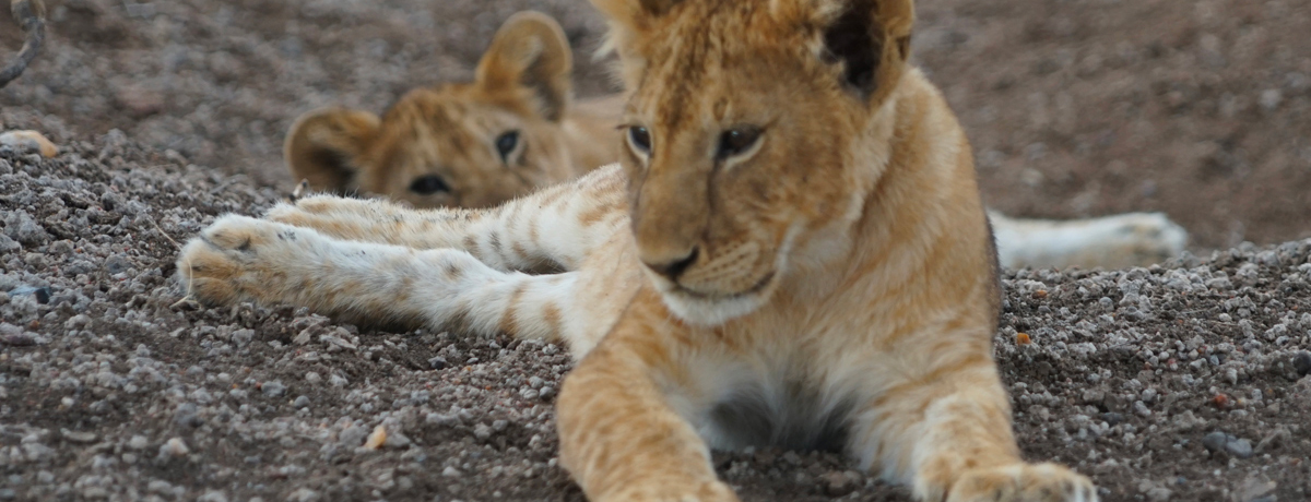 Two lion cubs laying on a gravel path