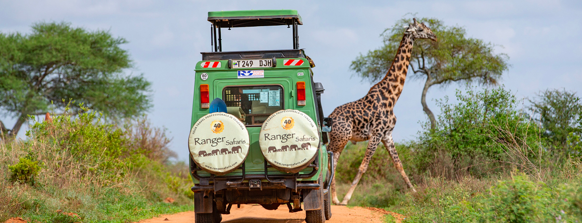 Ranger safari on tour passing by a giraffe