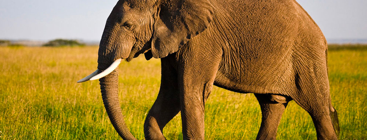 African elephant walking through Serengeti National Park