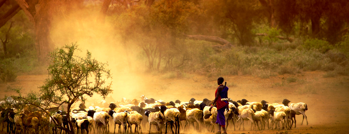 Maasai rancher herding goats