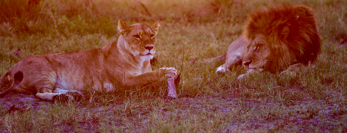 A male and female lion relaxing at dusk