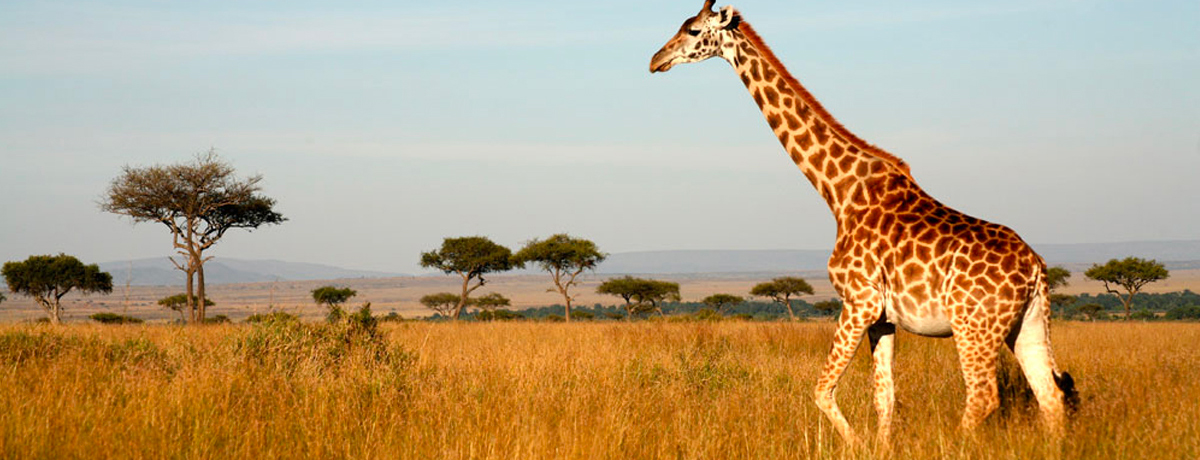 Giraffe walking through the grasslands of Masai Mara