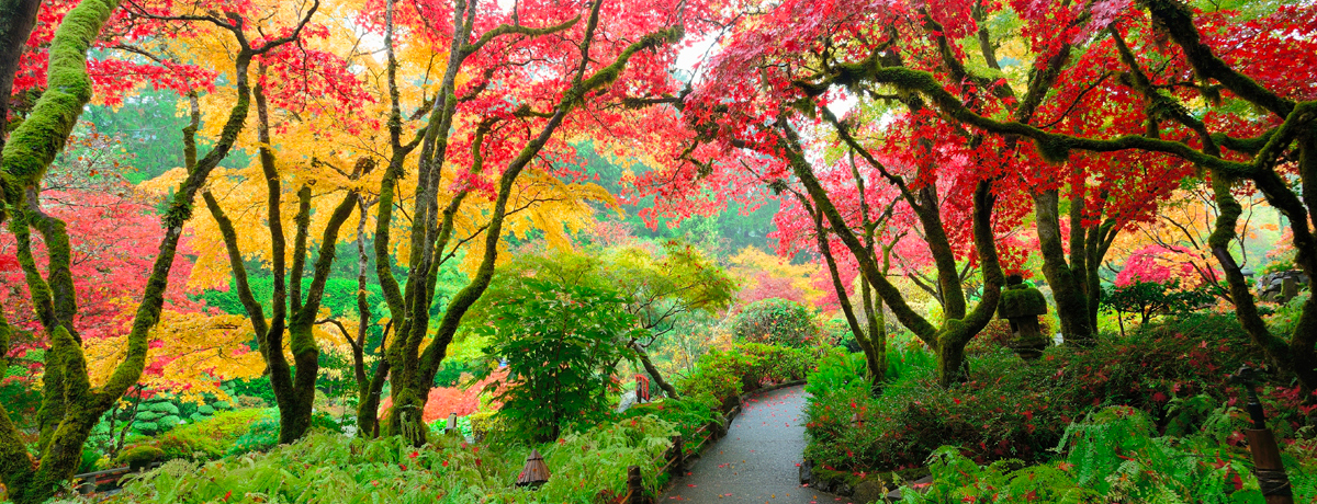 Bright leaves on Japanese maples in Butchart Gardens