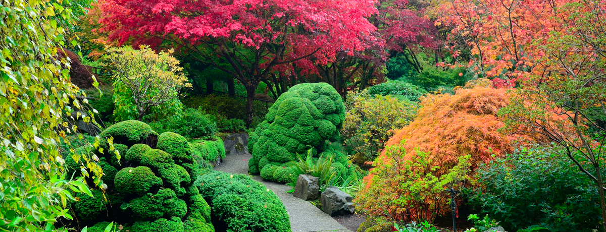 Japanese maples in bloom at Butchart Gardens