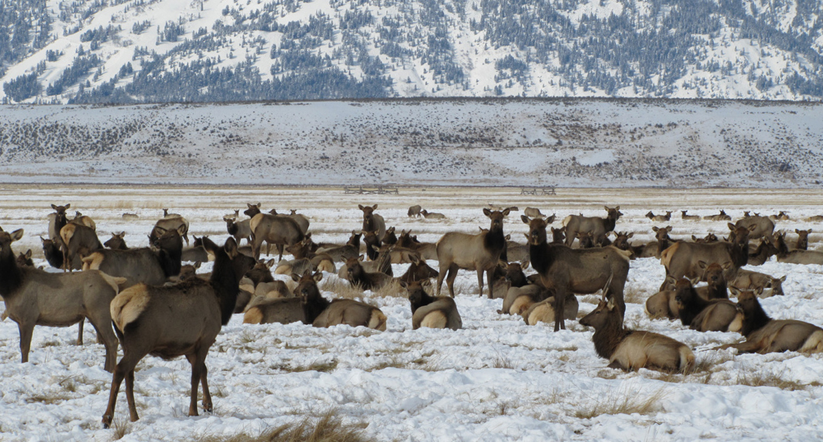 The National Elk Refuge