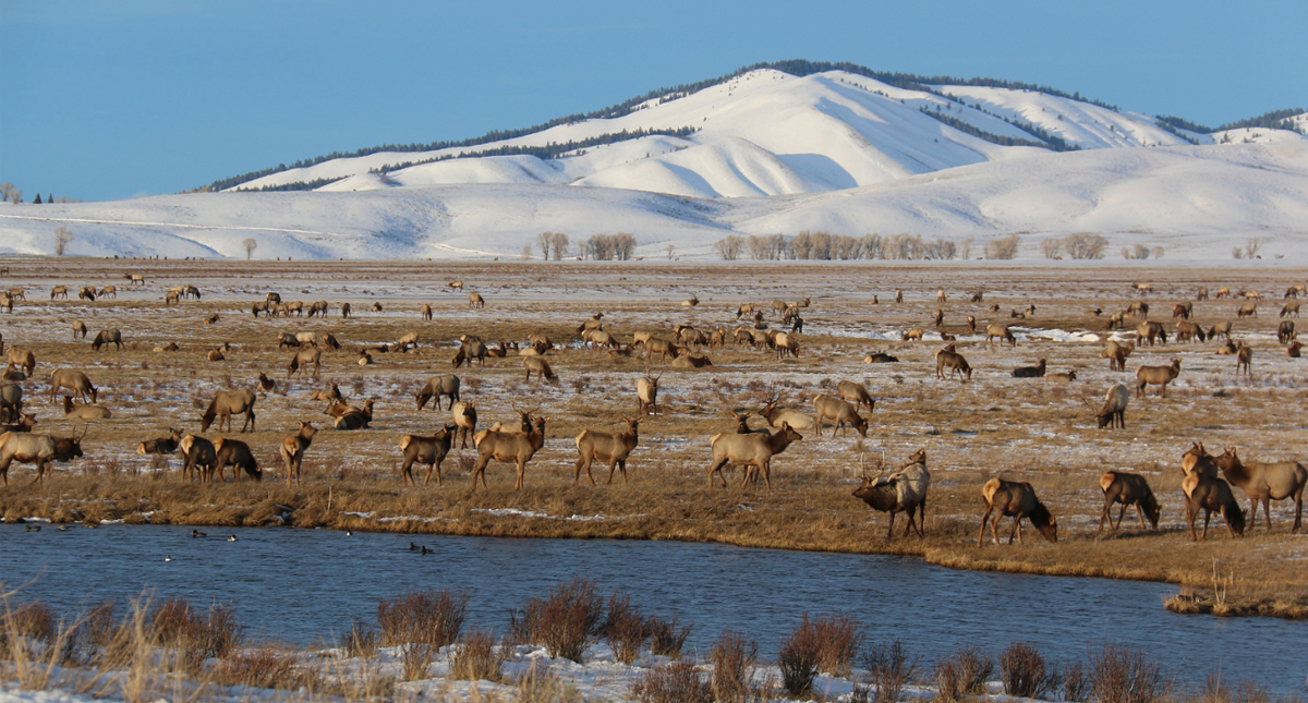 The National Elk Refuge with mountains in the background