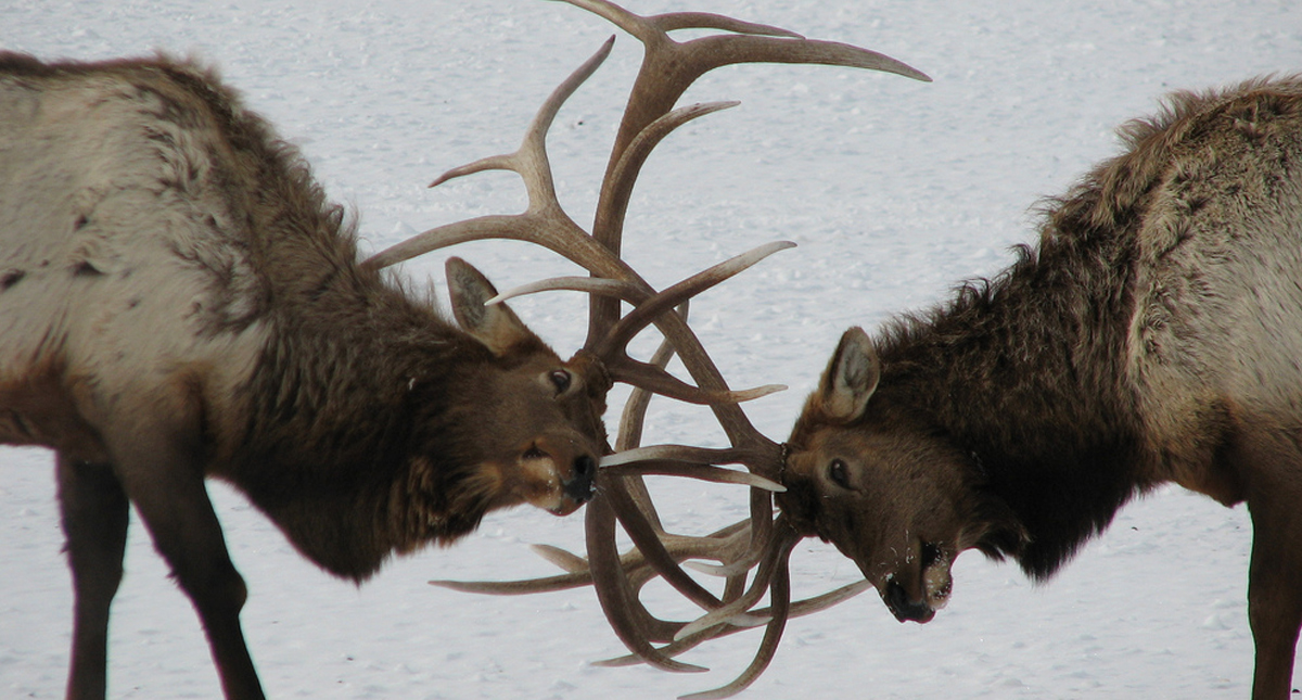 Two male elk locking horns