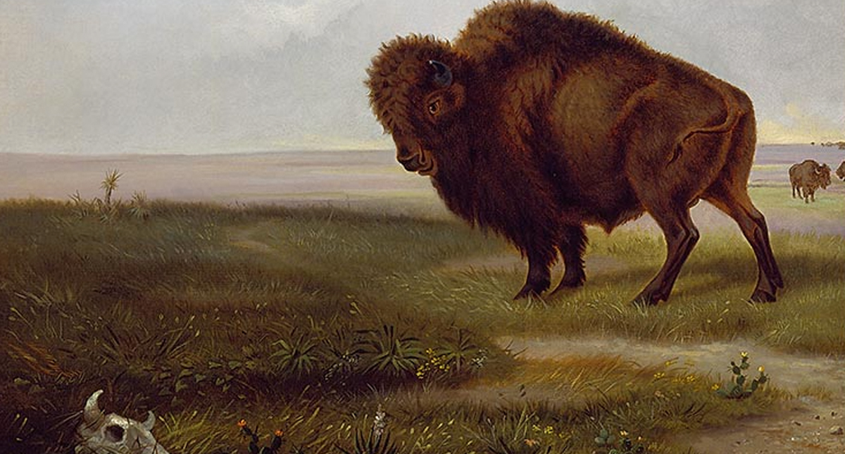 Artwork of a buffalo at the National Museum of Wildlife Art
