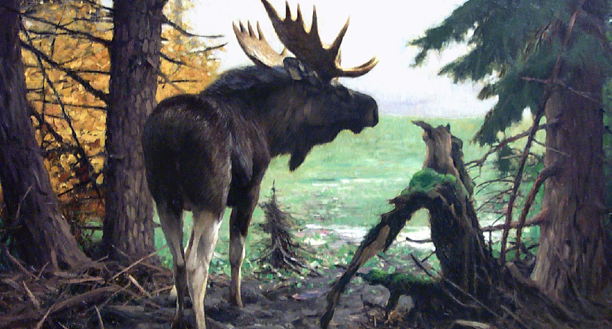 Artwork of an elk at the National Museum of Wildlife Art
