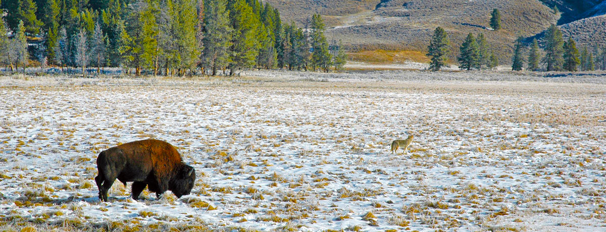 A bison and a coyote standing at a distance in a field inside Yellowstone National Park