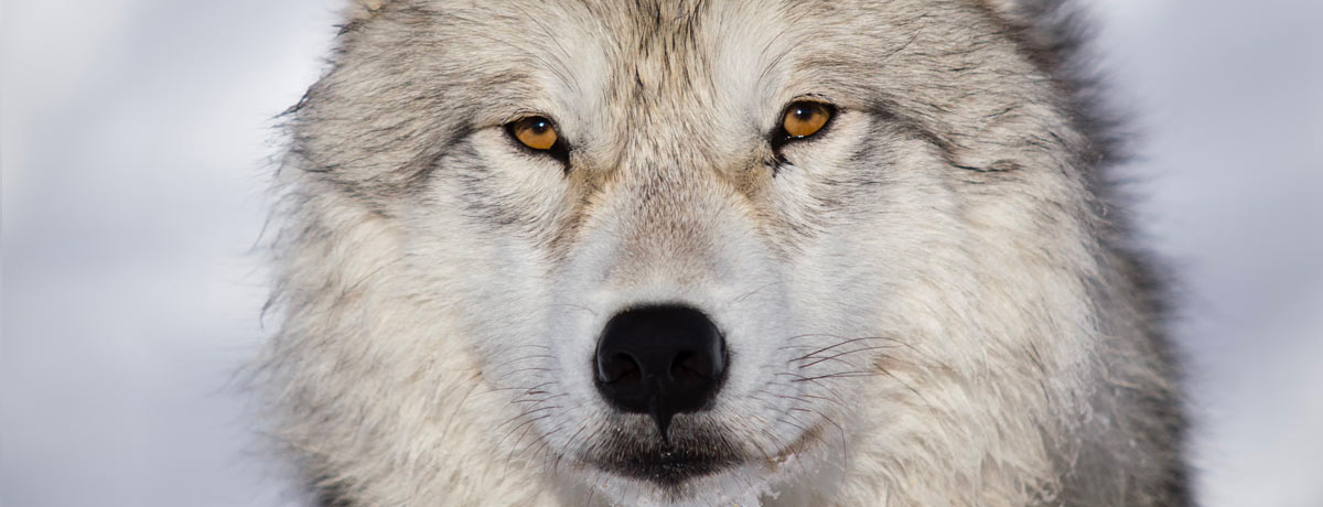 Close-up of male wolf